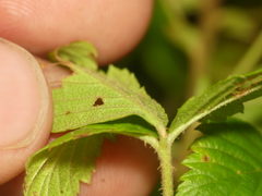 Rubus beamanii