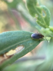 Ophraella notulata