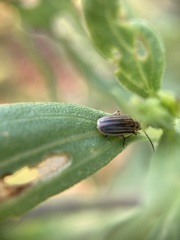 Ophraella notulata
