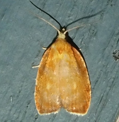 Acleris curvalana