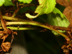 Rubus beamanii