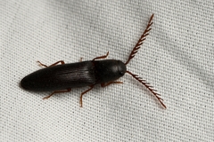 Dicrepidius corvinus