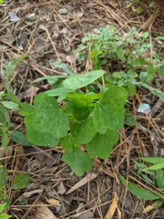 Passiflora lutea