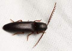 Dicrepidius corvinus