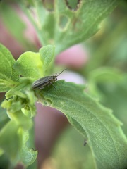 Ophraella notulata