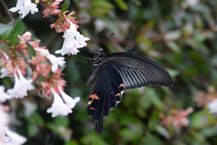 Papilio demetrius