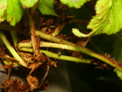 Rubus beamanii