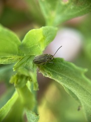 Ophraella notulata