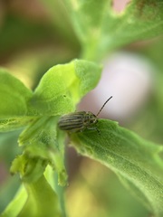 Ophraella notulata