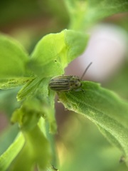 Ophraella notulata