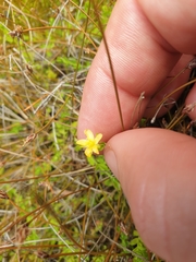 Hypericum pusillum