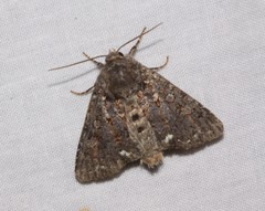 Melanchra assimilis