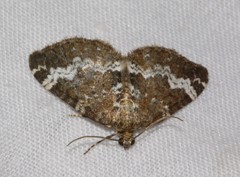 Perizoma alchemillata