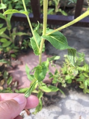 Pentanema britannica