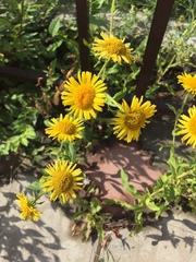 Pentanema britannica