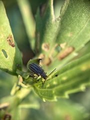 Ophraella notulata