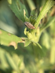Ophraella notulata