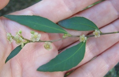 Maytenus acuminata acuminata