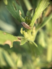 Ophraella notulata