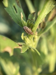 Ophraella notulata