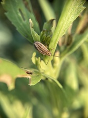 Ophraella notulata