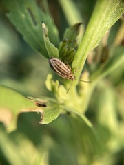 Ophraella notulata