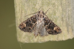 Aseptis binotata