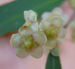 Maytenus acuminata acuminata