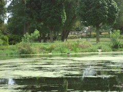 Ardea herodias