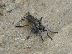 Machimus griseus
