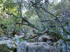Maytenus acuminata acuminata