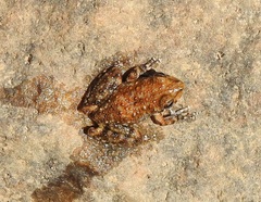Litoria meiriana