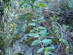 Maytenus acuminata acuminata