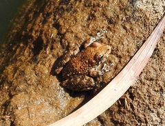Litoria meiriana