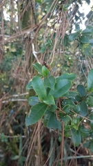 Ilex williamsii