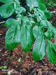 Amorphophallus sylvaticus