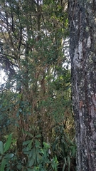 Ilex williamsii