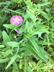 Convolvulus chinensis