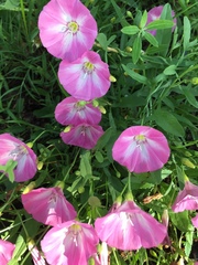Convolvulus chinensis