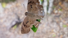 Tagiades insularis