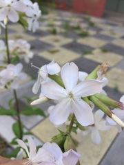 Saponaria officinalis