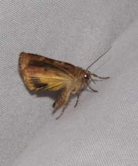 Cryptocala acadiensis