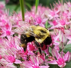 Bombus impatiens