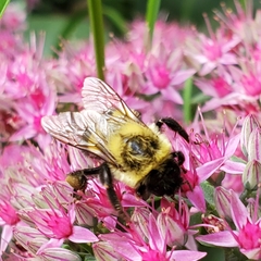 Bombus impatiens