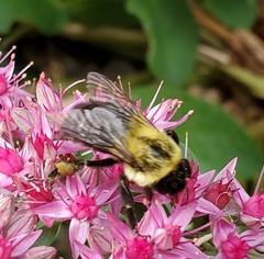 Bombus impatiens
