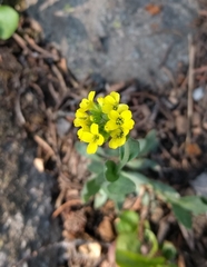 Draba aurea
