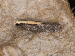 Aroga paraplutella