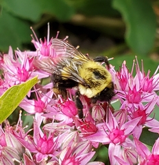 Bombus impatiens