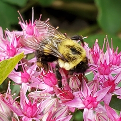 Bombus impatiens