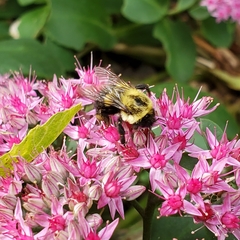 Bombus impatiens